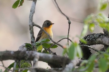 ムギマキ 戸隠森林植物園(戸隠森林公園) 2023年10月28日(土)