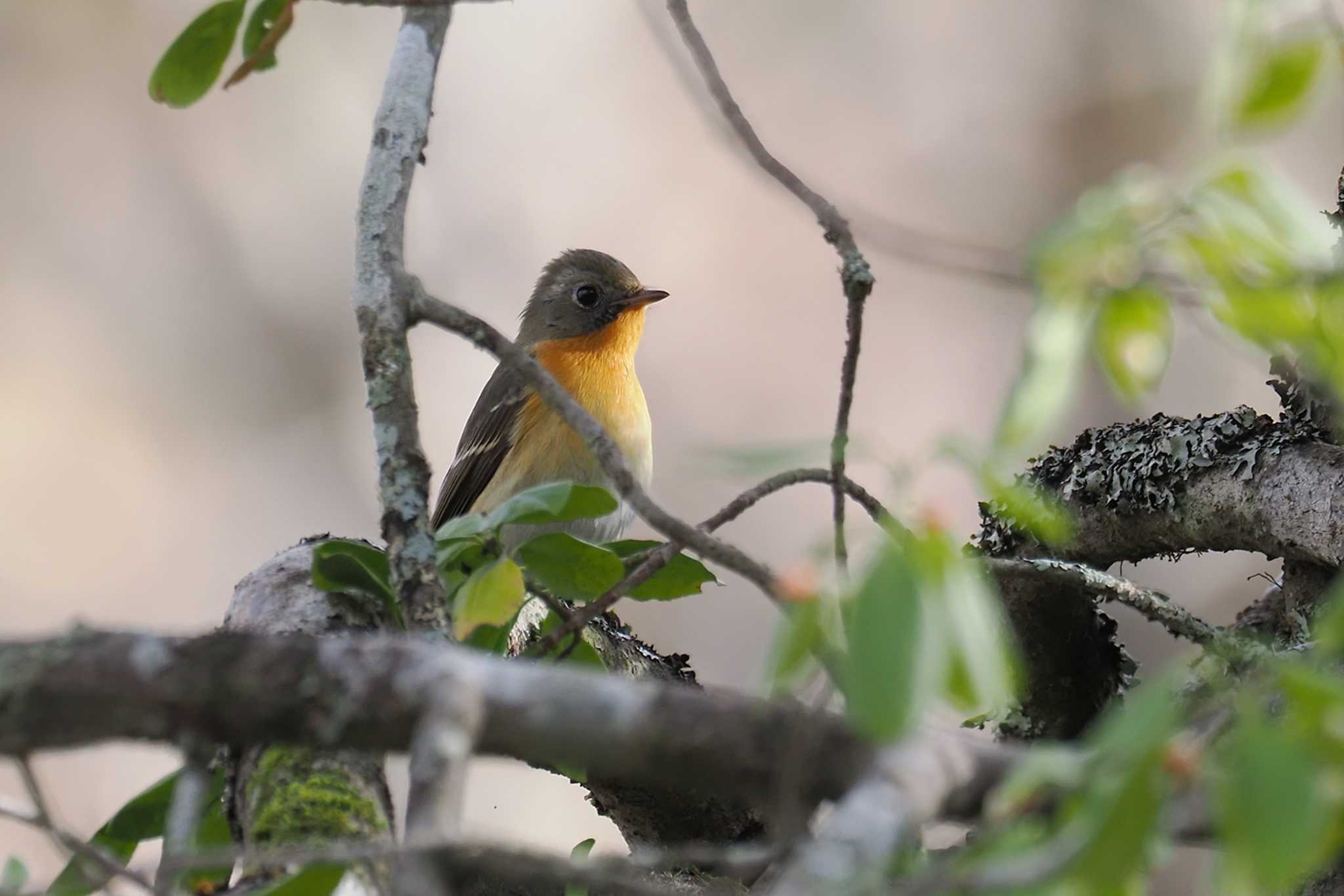 Mugimaki Flycatcher