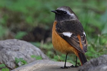 2023年10月29日(日) こども自然公園 (大池公園/横浜市)の野鳥観察記録