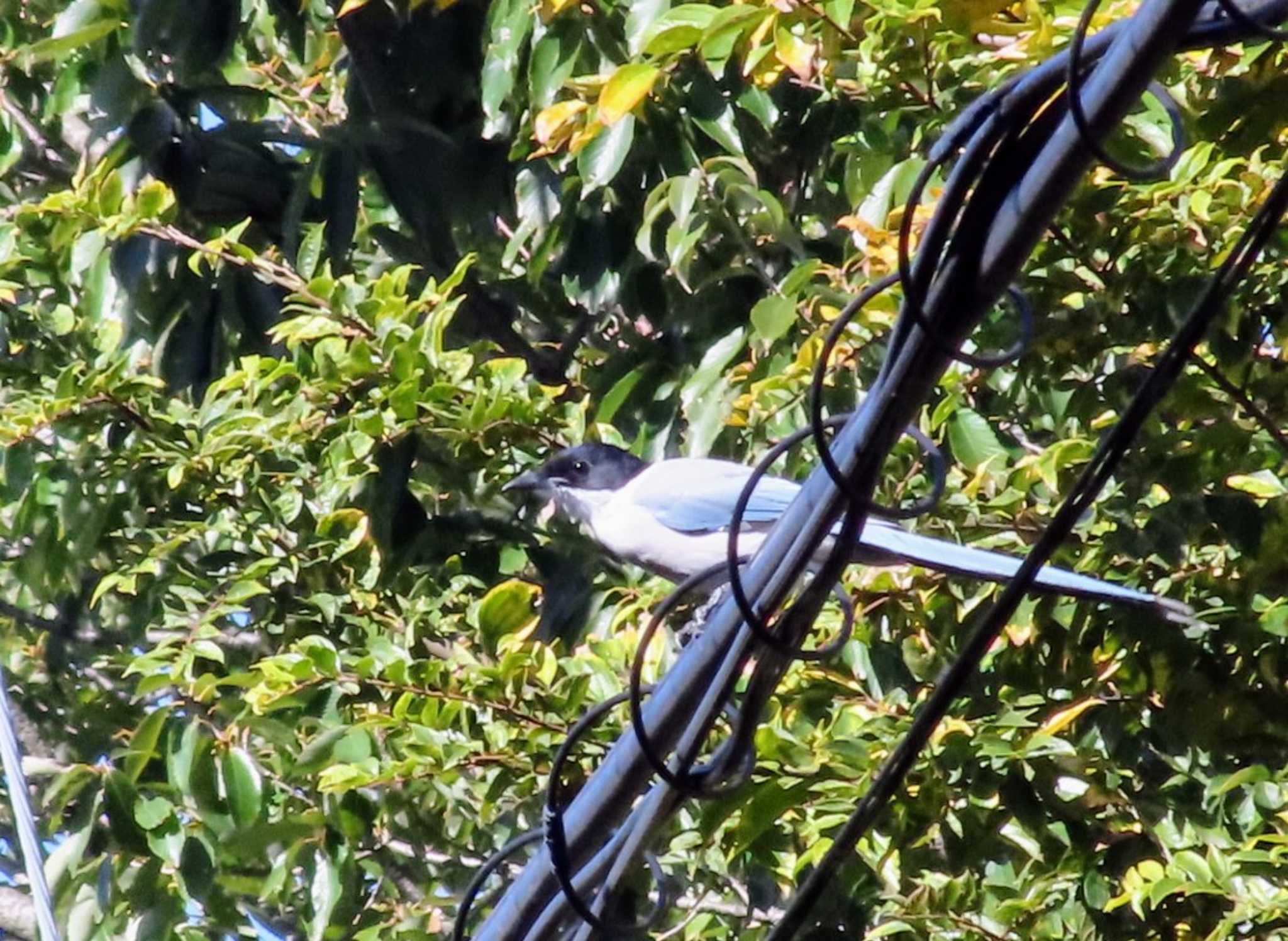 Photo of Azure-winged Magpie at 東京都調布市 by ashi