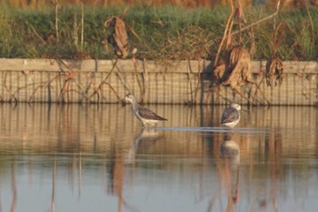 Marsh Sandpiper Inashiki Wed, 10/18/2023