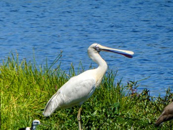 Yellow-billed Spoonbill Yanchep NP Tue, 10/17/2023