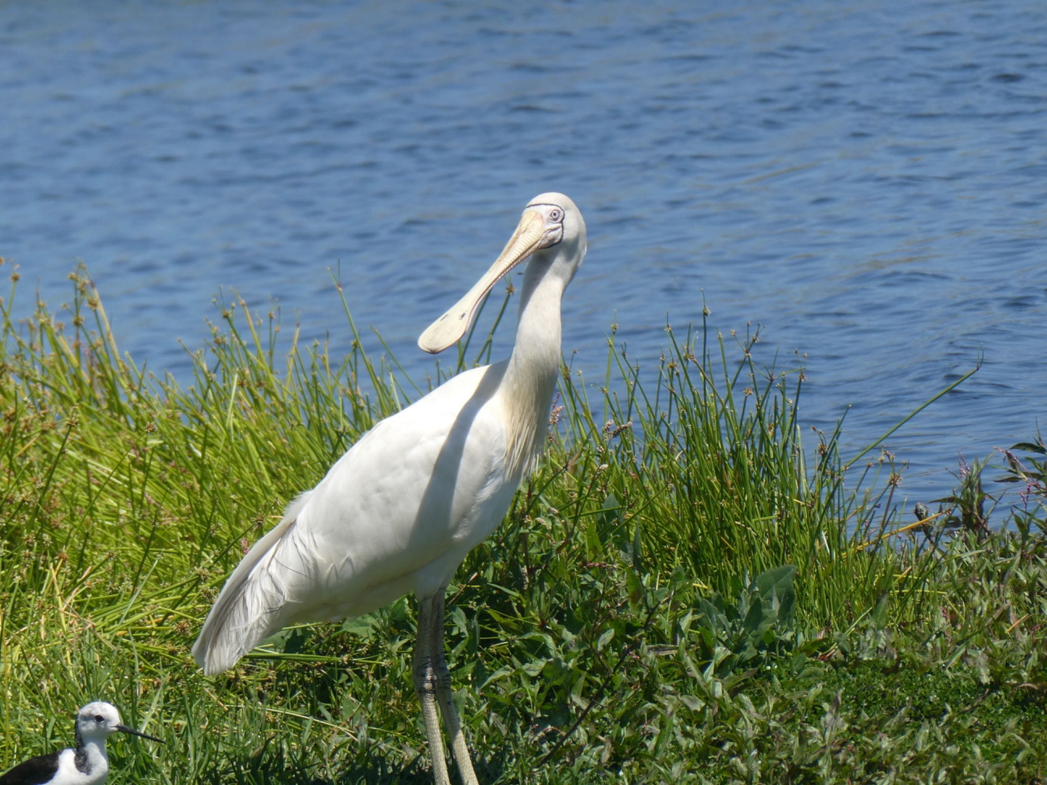 Photo of Yellow-billed Spoonbill at Yanchep NP by Maki