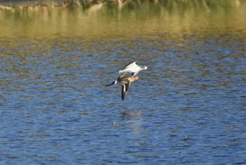 Black-tailed Godwit 多々良沼 Mon, 10/30/2023