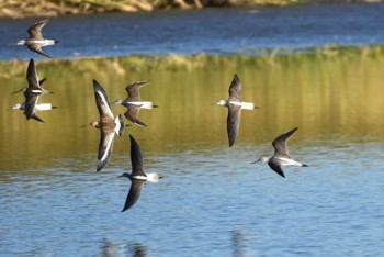 Black-tailed Godwit 多々良沼 Mon, 10/30/2023