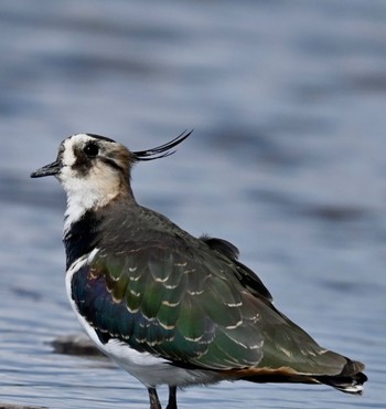 Northern Lapwing Unknown Spots Sat, 10/28/2023