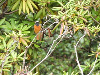 Daurian Redstart Imperial Palace Sun, 10/29/2023