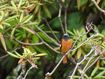 Daurian Redstart Imperial Palace Sun, 10/29/2023