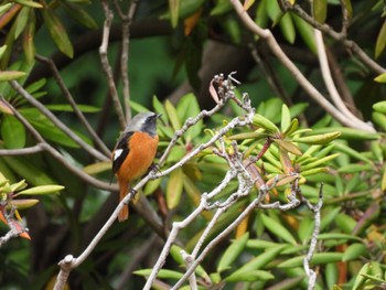 Daurian Redstart Imperial Palace Sun, 10/29/2023