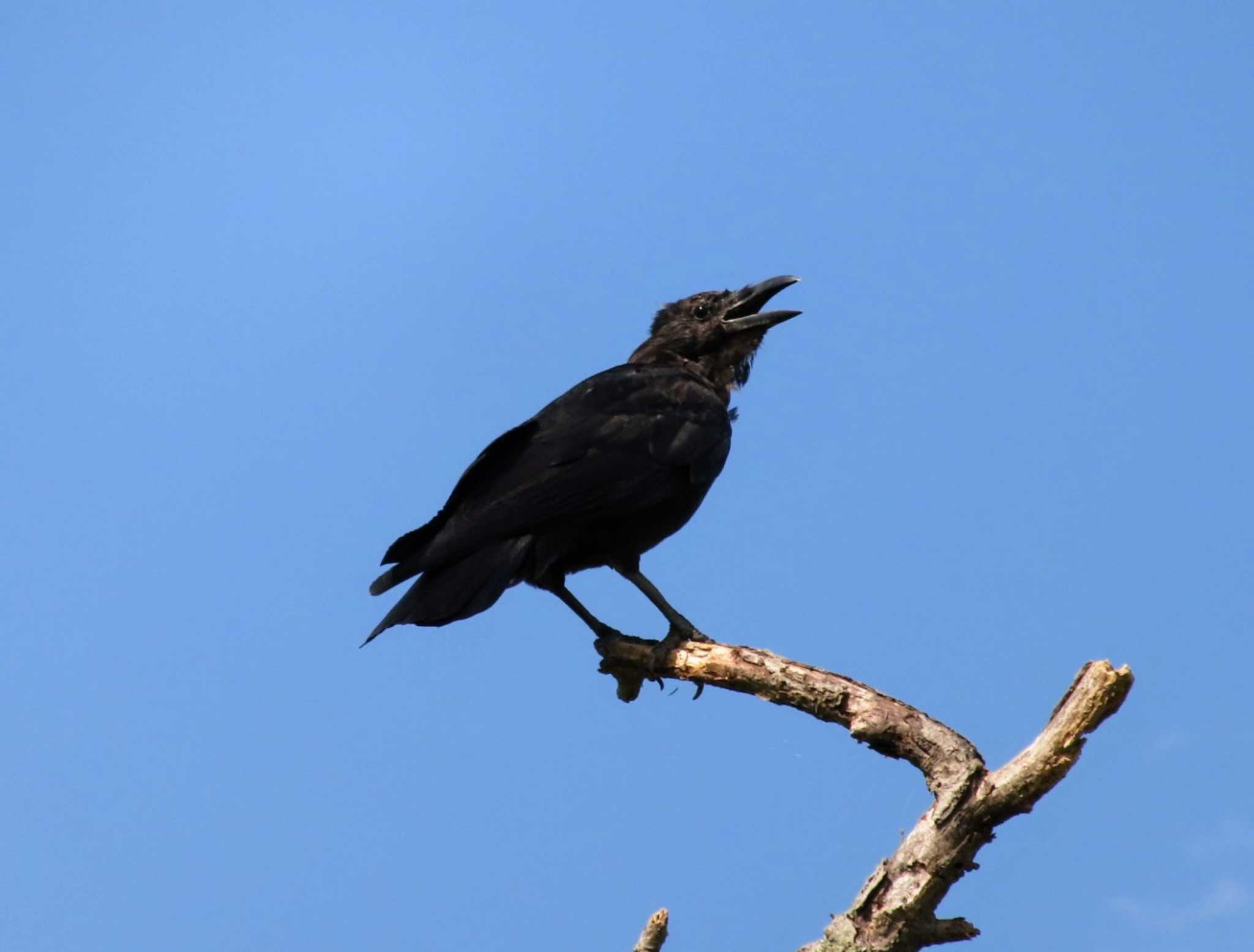 Photo of Large-billed Crow at 多摩川河川敷 by ashi