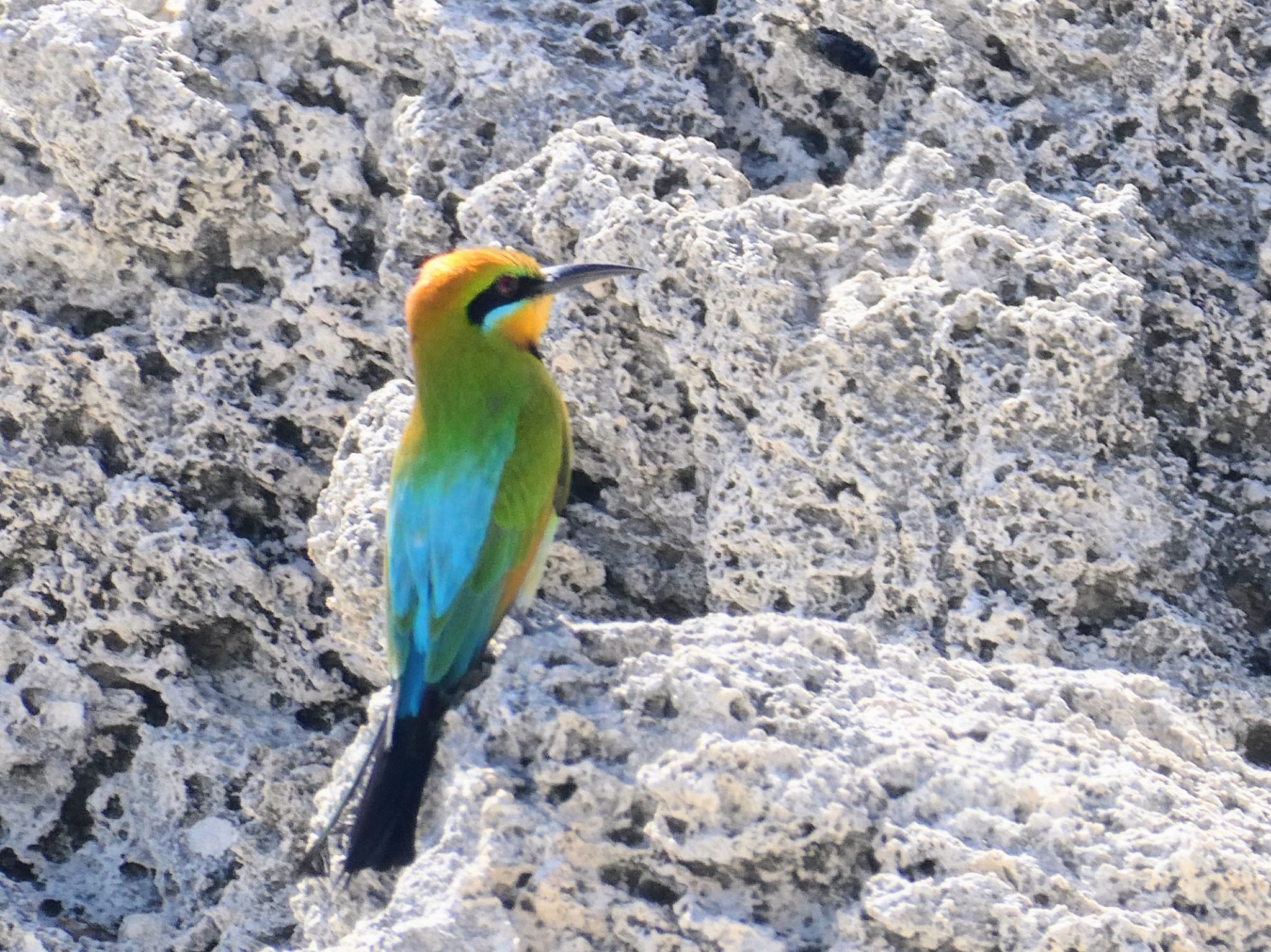 Photo of Rainbow Bee-eater at Rottnest Island by Maki