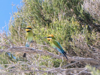 Rainbow Bee-eater Rottnest Island Thu, 10/19/2023