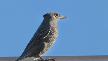 Blue Rock Thrush 平城宮跡 Sun, 10/29/2023