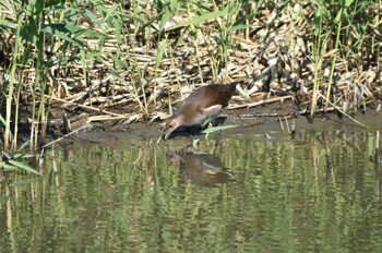 バン 東京港野鳥公園 2023年10月29日(日)