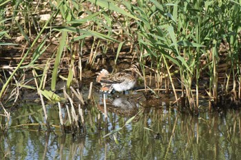 タシギ 東京港野鳥公園 2023年10月29日(日)