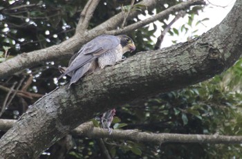 ハヤブサ 観音崎公園 2023年10月31日(火)