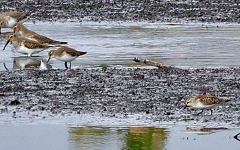 Red-necked Stint Inashiki Sat, 10/28/2023