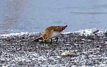 Broad-billed Sandpiper Inashiki Sat, 10/28/2023