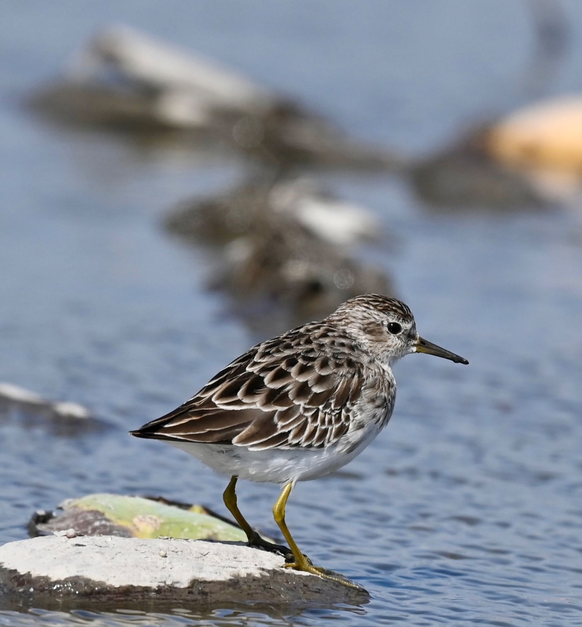 Photo of Long-toed Stint at  by YURIKAMOME5513