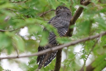 2023年10月28日(土) 水元公園の野鳥観察記録