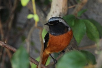 Daurian Redstart 鹿児島市石橋公園 Sun, 10/29/2023