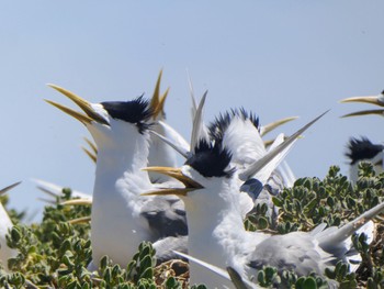 オオアジサシ Penguin Island, WA, Australia 2023年10月16日(月)