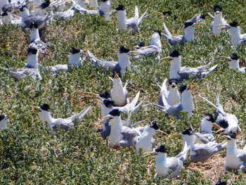 オオアジサシ Penguin Island, WA, Australia 2023年10月16日(月)