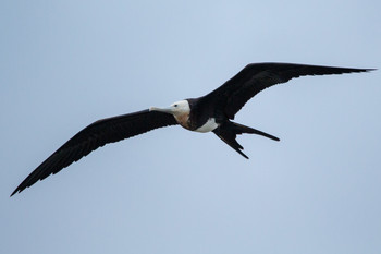 Great Frigatebird 九十九里 Sat, 9/29/2018