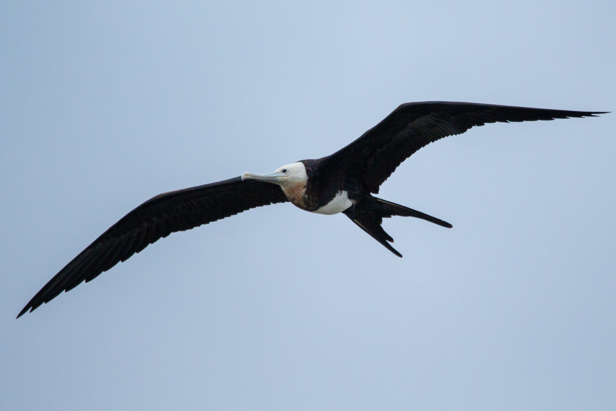 Photo of Great Frigatebird at 九十九里 by たかとん