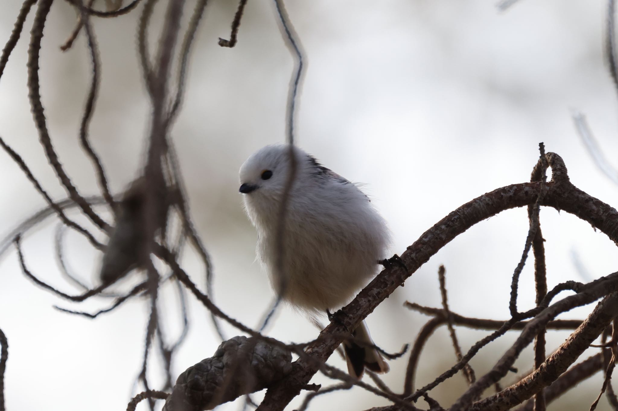 Photo of Long-tailed tit(japonicus) at 札幌モエレ沼公園 by will 73