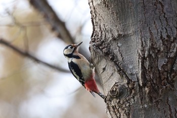 2023年10月31日(火) 札幌モエレ沼公園の野鳥観察記録