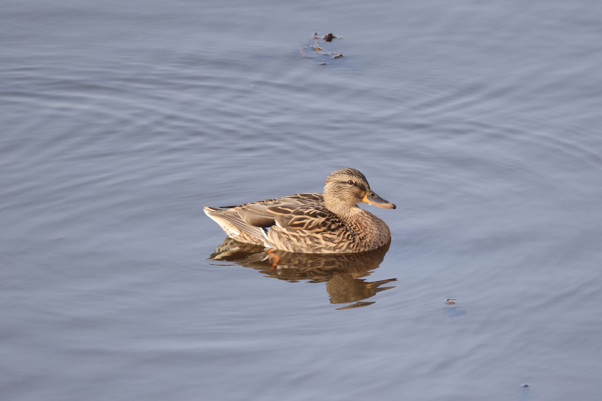 Photo of Eurasian Teal at 札幌モエレ沼公園 by will 73