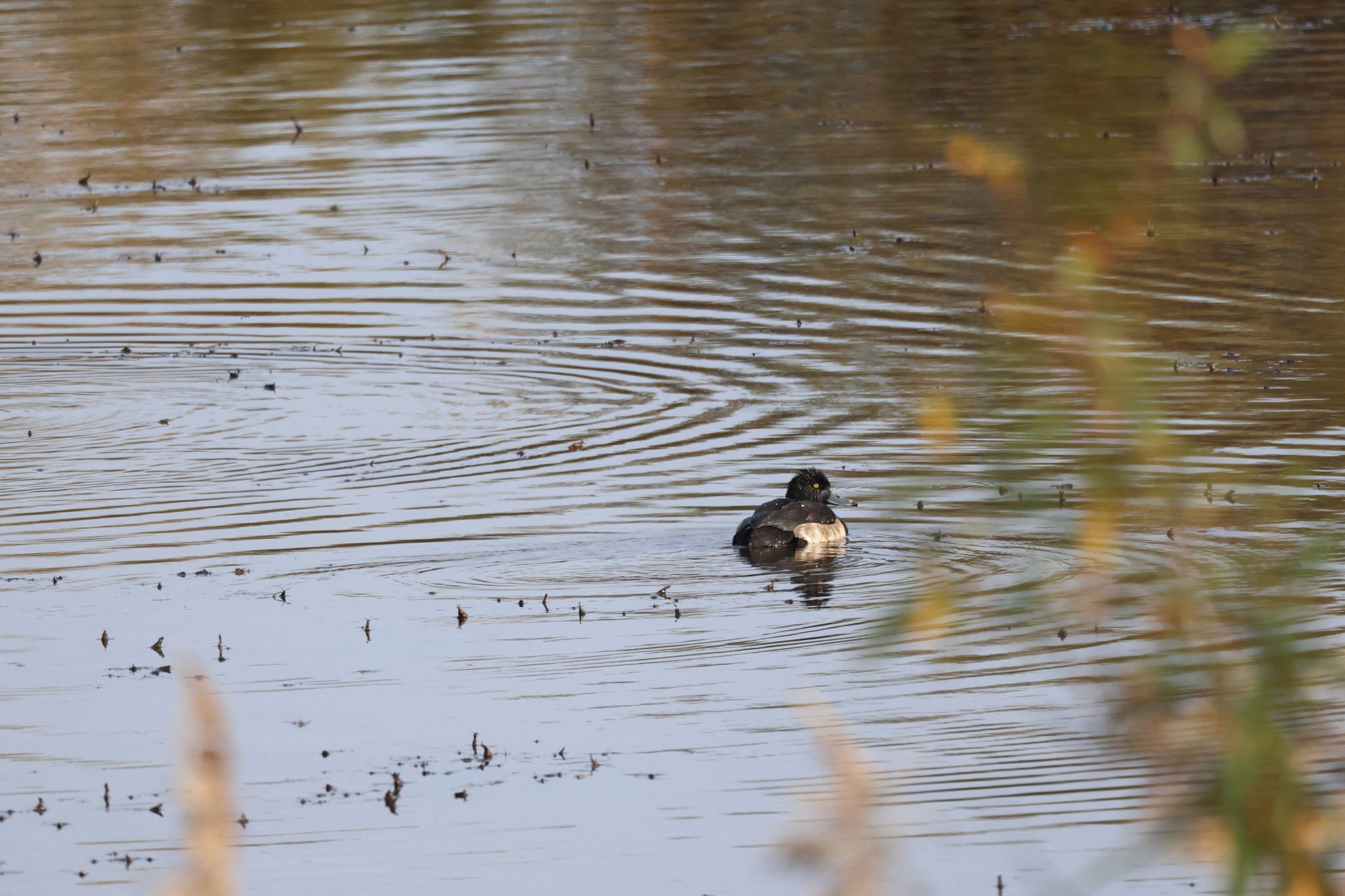 Photo of Tufted Duck at 札幌モエレ沼公園 by will 73