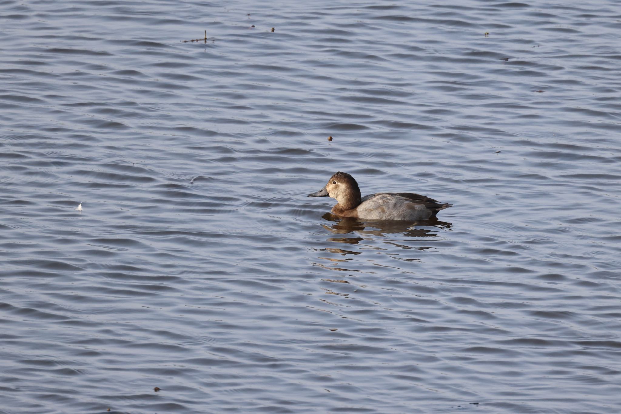 Photo of Common Pochard at 札幌モエレ沼公園 by will 73