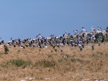 コシグロペリカン Penguin Island, WA, Australia 2023年10月16日(月)