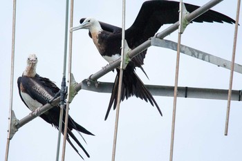 Great Frigatebird 九十九里 Sat, 9/29/2018