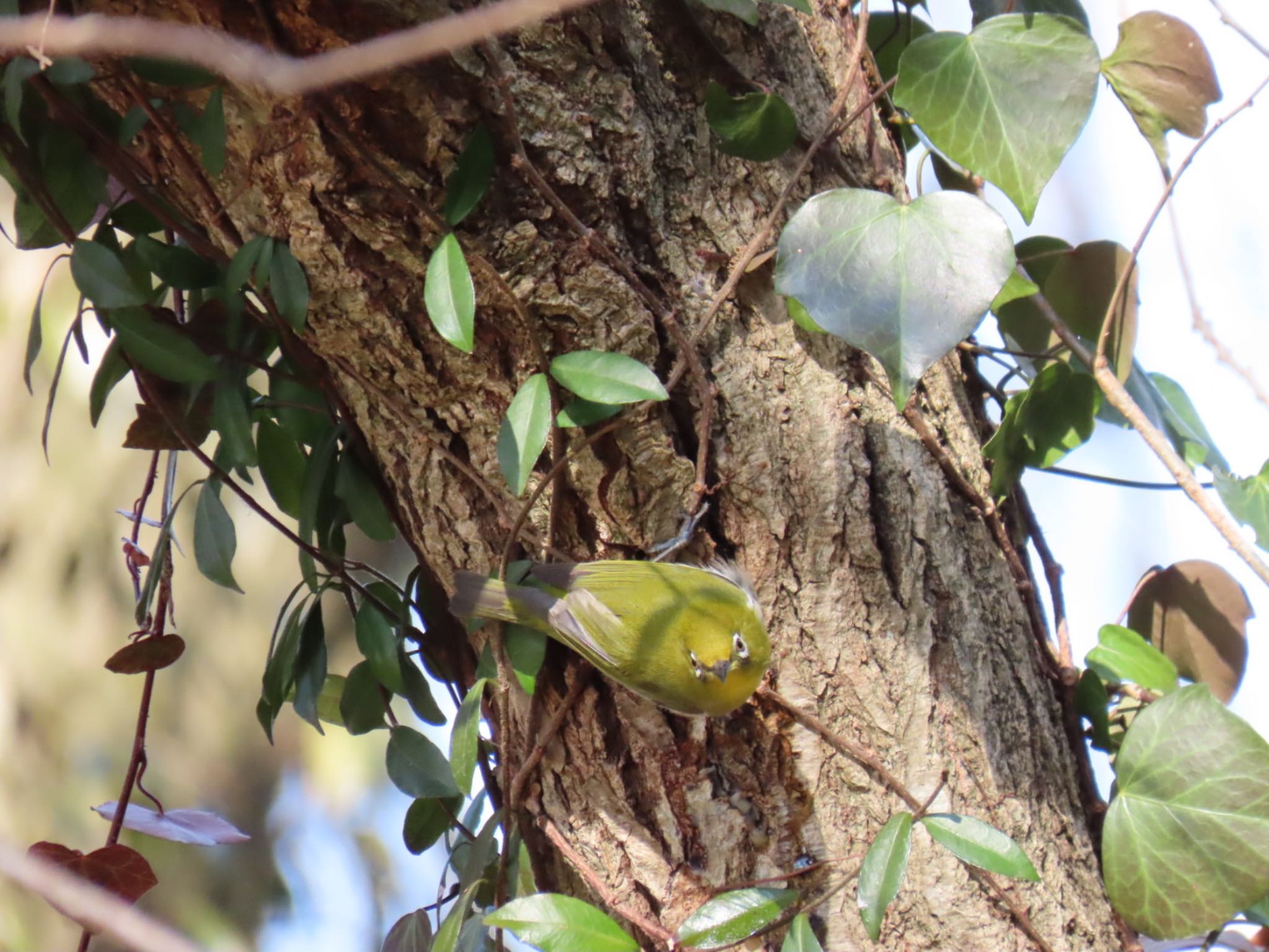 Photo of Warbling White-eye at 坂田ヶ池総合公園 by 鳥撮り行くよ