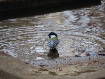 Japanese Tit 坂田ヶ池総合公園 Sun, 2/24/2019