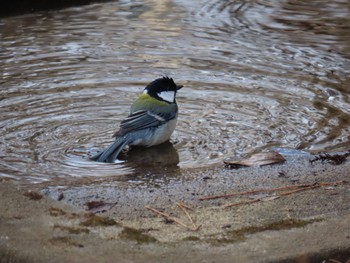 Japanese Tit 坂田ヶ池総合公園 Sun, 2/24/2019