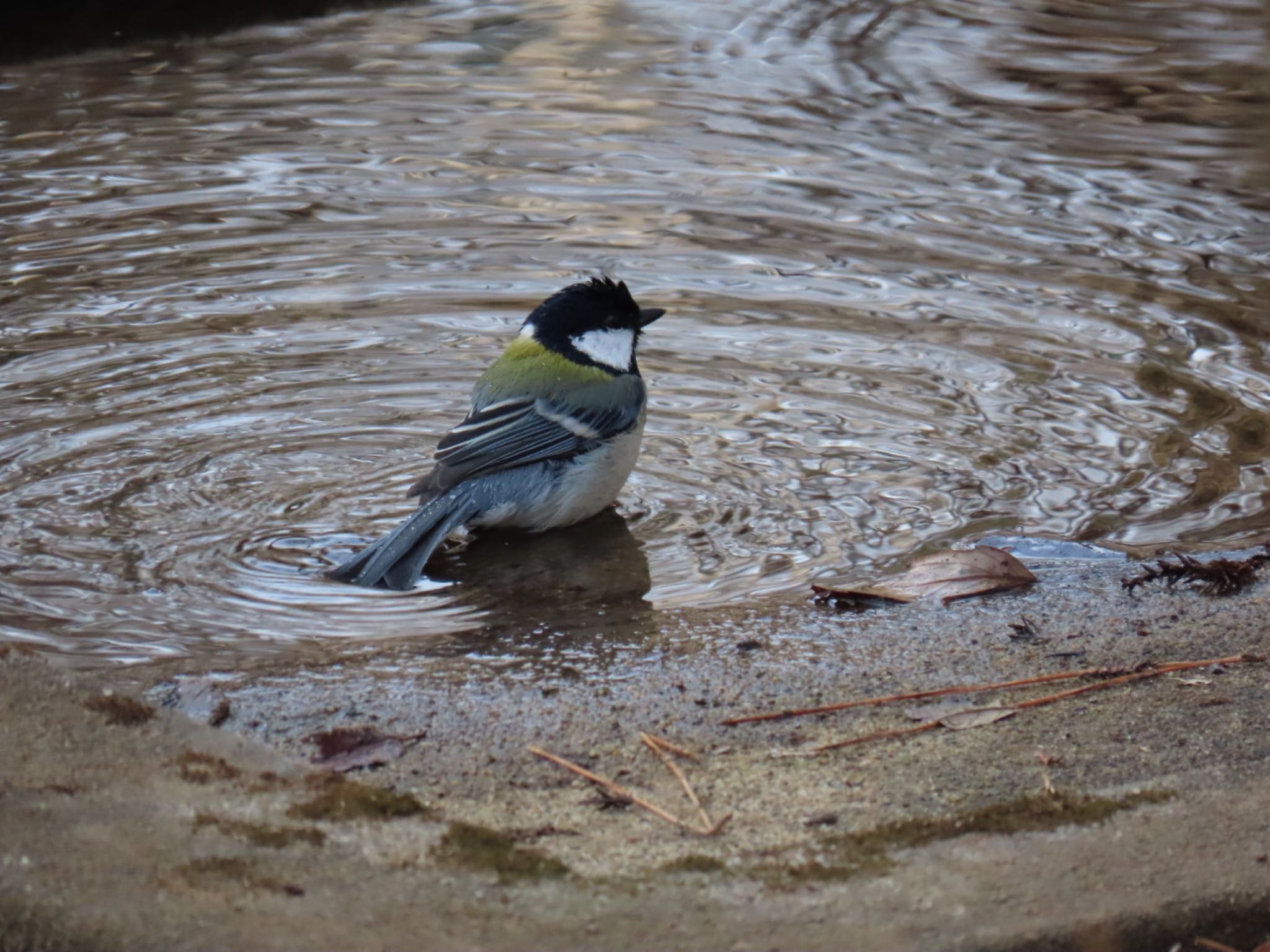 Photo of Japanese Tit at 坂田ヶ池総合公園 by 鳥撮り行くよ