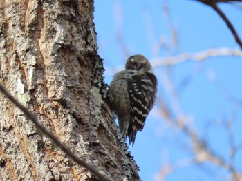 Japanese Pygmy Woodpecker 坂田ヶ池総合公園 Sun, 2/24/2019