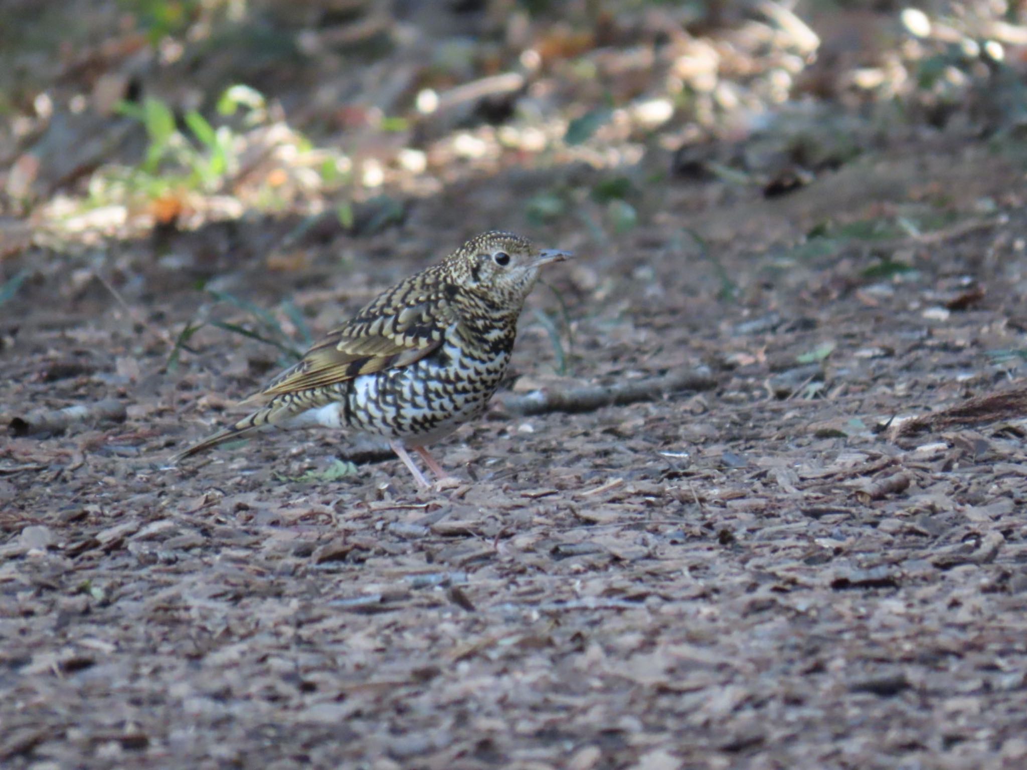 White's Thrush