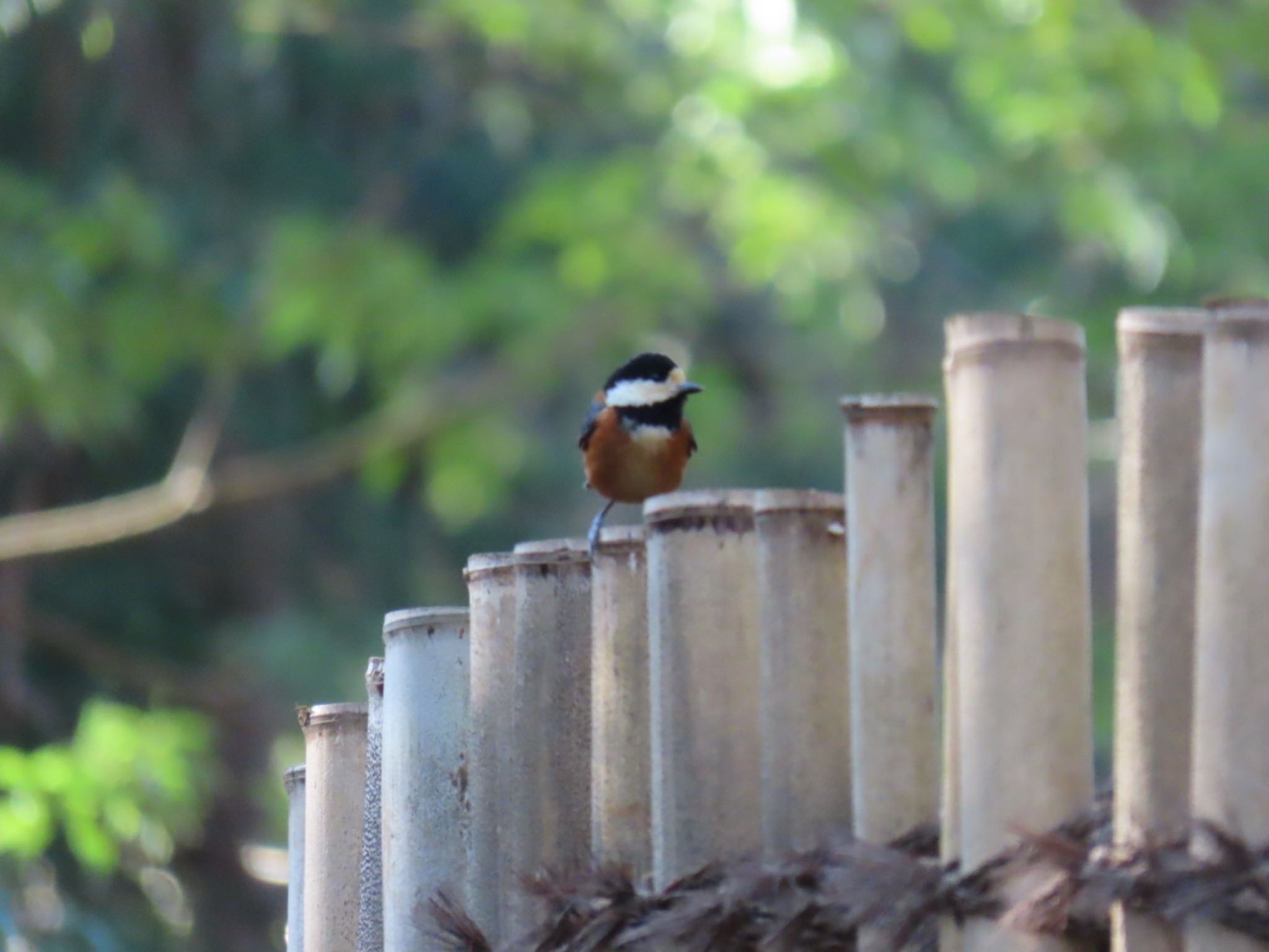 Photo of Varied Tit at 坂田ヶ池総合公園 by 鳥撮り行くよ