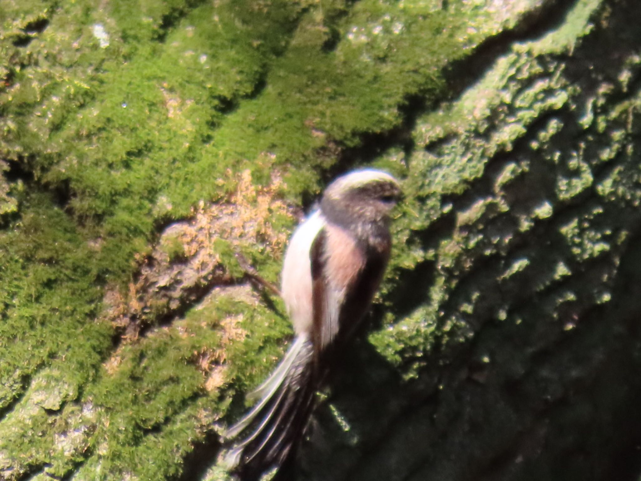 Photo of Long-tailed Tit at 坂田ヶ池総合公園 by 鳥撮り行くよ