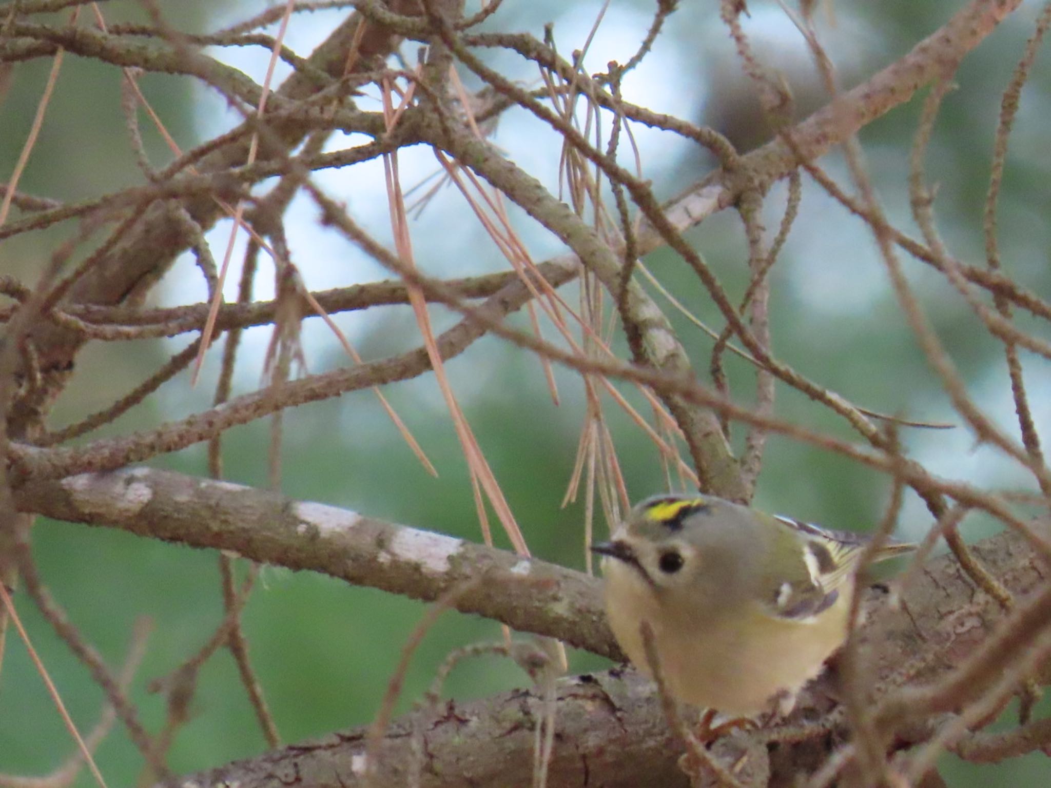 Photo of Goldcrest at 坂田ヶ池総合公園 by 鳥撮り行くよ