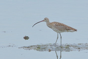 Eurasian Curlew Unknown Spots Thu, 9/27/2018