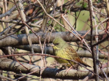 Masked Bunting 大町自然観察園 Sat, 3/2/2019