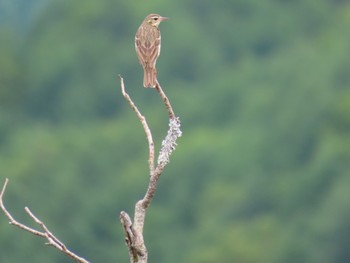 Olive-backed Pipit 車山高原 Sun, 7/21/2019