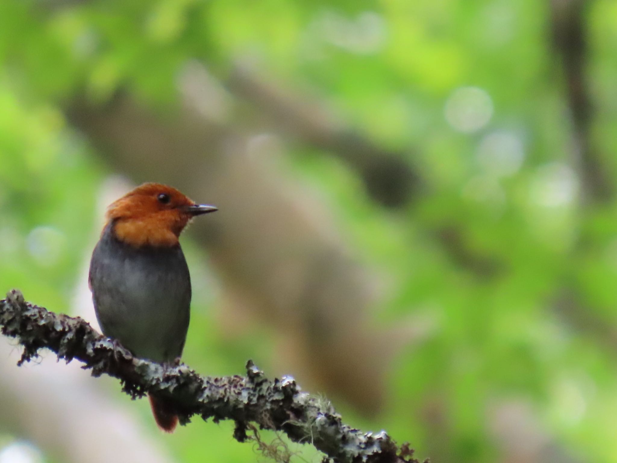御泉水の森 コマドリの写真 by 鳥撮り行くよ