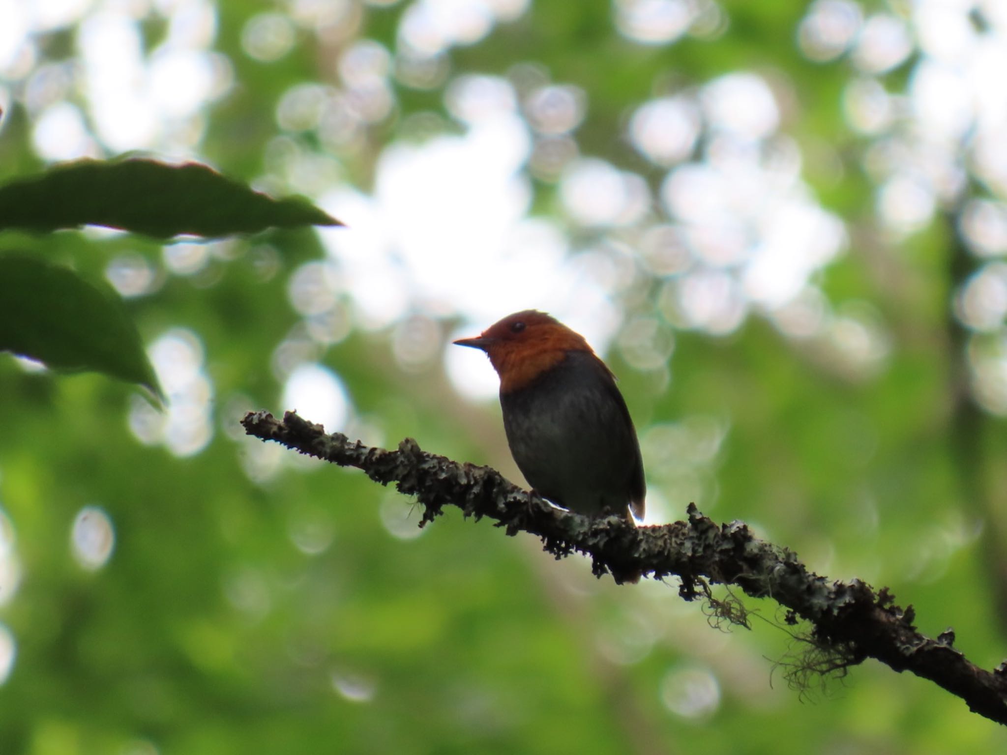 Photo of Japanese Robin at 御泉水の森 by 鳥撮り行くよ